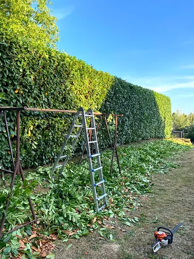 Frisch geschnittene Kirschlorbeerhecke
